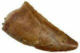 Serrated, Raptor Tooth - Real Dinosaur Tooth #296753-1